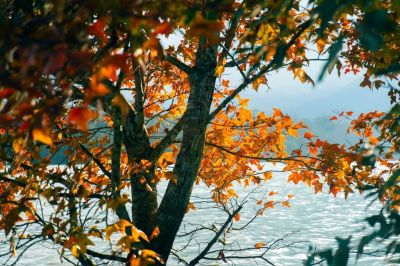 Khám phá Rừng Phong Lá Đỏ - Khe Sanh Quảng Trị