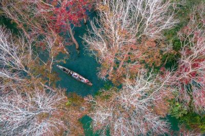 Khám phá Rừng Phong Lá Đỏ - Khe Sanh Quảng Trị